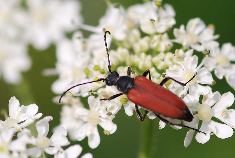 Anastrangalia sanguinolenta delle Prealpi Vicentine